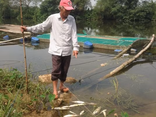 Cá lồng nuôi chết trên sông Bồ 