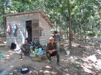 Dân tố “trâu hoang” phá cao su ảnh 2 Dân tố “trâu hoang” phá cao su ảnh 2