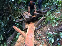 Kon Tum: Qua mặt nhiều lực lượng chức năng, lâm tặc phá rừng vùng biên ảnh 2 Kon Tum: Qua mặt nhiều lực lượng chức năng, lâm tặc phá rừng vùng biên ảnh 2