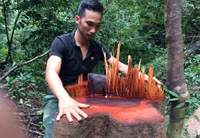 Kon Tum: Qua mặt nhiều lực lượng chức năng, lâm tặc phá rừng vùng biên ảnh 4 Kon Tum: Qua mặt nhiều lực lượng chức năng, lâm tặc phá rừng vùng biên ảnh 4