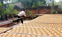 Làng hương Cao Thôn rực rỡ đón tết về ảnh 7