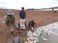 Kon Tum: Nguyên nhân cá chết trắng lồng ảnh 2 Kon Tum: Nguyên nhân cá chết trắng lồng ảnh 2