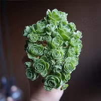 Bạn có biết sen đá hình hoa hồng xanh, ai thấy cũng muốn rinh về trồng vì quá đẹp - Ảnh 5.