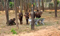 Khai trương Vinpearl Safari Phú Quốc vườn thú bán hoang dã đầu tiên tại Việt Nam ảnh 1 Khai trương Vinpearl Safari Phú Quốc vườn thú bán hoang dã đầu tiên tại Việt Nam ảnh 1