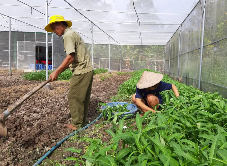 Mô hình trồng màu từ nguồn vốn tín dụng ưu đãi của Ngân hàng CSXH theo Nghị quyết số 28 của Chính phủ giúp nhiều người dân xã Ninh Thạnh Lợi có thu nhập ổn định, từng bước cải thiện cuộc sống.