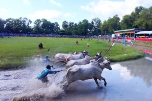 Sôi nổi Hội đua bò Bảy Núi An Giang năm 2024.