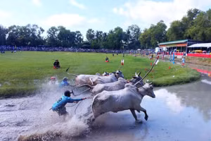 Sôi nổi Hội đua bò Bảy Núi An Giang năm 2024.