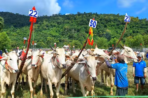 Mỗi năm có hàng chục đôi bò tham gia lễ hội. Ảnh: Trọng Nhân.