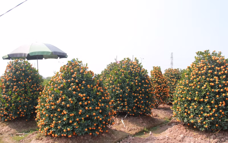 Phường Nam Phong hiện có khoảng 45ha đất quất phục vụ thị trường Tết. 10-1.jpg