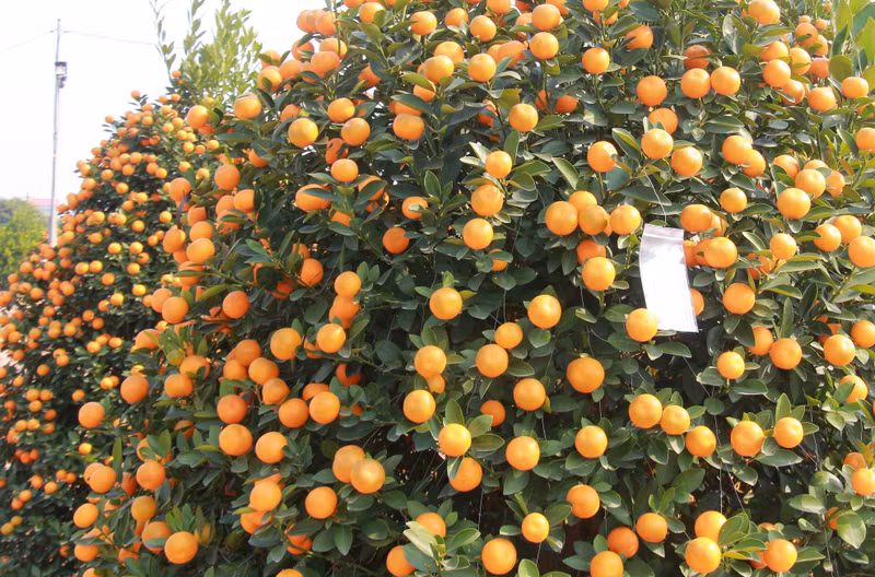 Theo nhiều người trồng quất ở phường Nam Phong, năm nay thời tiết thuận lợi nên quất đều quả, mã đẹp, vỏ bóng. 2-2.jpg