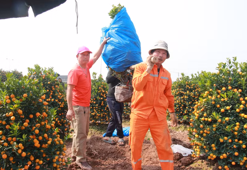 Dù công việc vận chuyển quất lên xe tải, đưa đi tiêu thụ có phần vất vả nhưng người trồng quất vẫn thấy phấn khởi. 9-1.jpg
