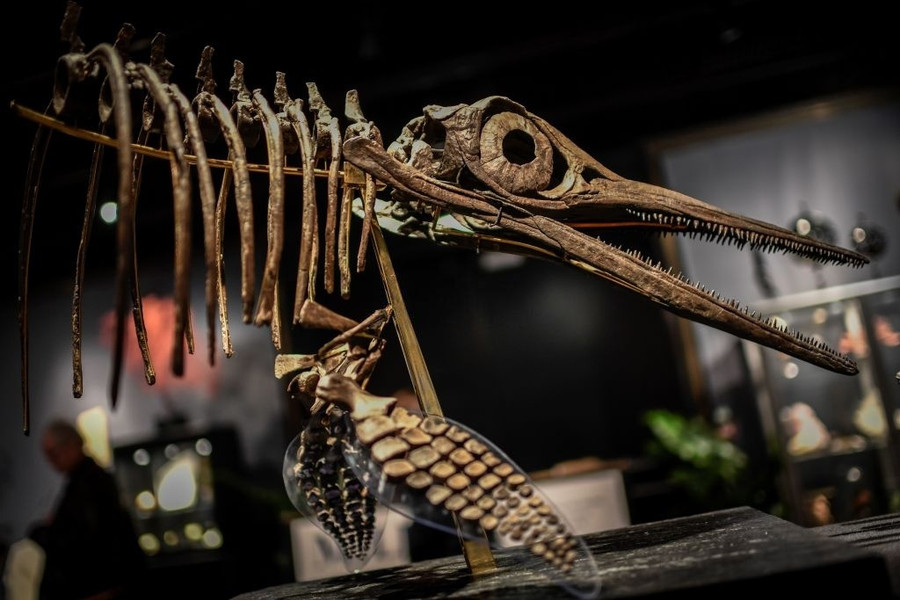 khủng long bạo chúa ảnh 3 khung long bao chua anh 3