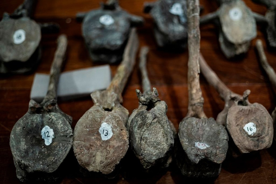 khủng long bạo chúa ảnh 9 khung long bao chua anh 9