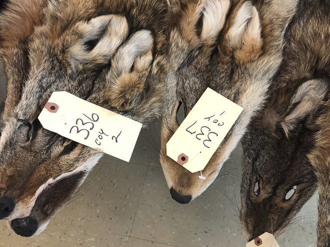 Australia hủy túi da cá sấu ảnh 2 Australia huy tui da ca sau anh 2