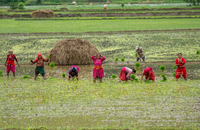 Chùm ảnh hàng nghìn nông dân Nepal mừng Ngày lúa quốc gia