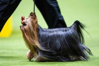 Những hình ảnh ấn tượng từ cuộc thi chó Westminster Kennel Club Dog Show 2024 