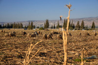 Cơn khát của người Palestine