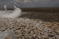 Chùm ảnh cá chết kinh hoàng phủ kín đầm phá ở Mexico