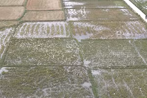 Người dân xã Đăk La tận dụng nguồn thức ăn sẵn có để chăn nuôi vịt chạy đồng.