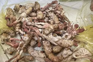 Người đàn ông bị ngộ độc sau khi ăn nấm mọc trên nhộng ve sầu.