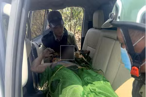 Nhân viên bảo vệ rừng của Công ty TNHH Lâm nghiệp Quy Nhơn bị ong đốt trong lúc tuần tra.