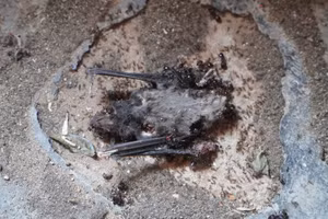 Tháp cổ ‘nghẹt thở’ bởi phân dơi