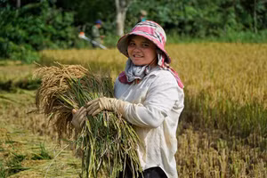 Mùa vàng dưới chân núi Kon Tu Rằng