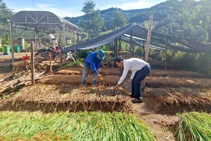 Chính quyền xã Tu Mơ Rông cùng người dân chuẩn bị các điều kiện tốt nhất để ươm cây cà phê.