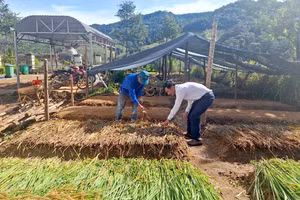 Chính quyền xã Tu Mơ Rông cùng người dân chuẩn bị các điều kiện tốt nhất để ươm cây cà phê.