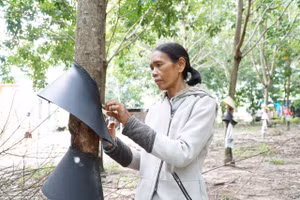 Nhờ nguồn vốn tín dụng chính sách dành cho hộ nghèo bà Yeh vay vốn để phát triển kinh tế, sau 2 năm đã thoát nghèo.