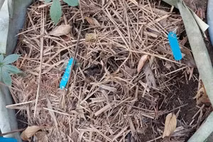 160 gốc sâm Ngọc Linh có độ tuổi từ 3 - 7 năm tuổi bị nhổ trộm.