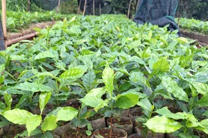 Tu Mơ Rông khuyến khích hỗ trợ cây giống cho bà con thay vì nhận hoa chúc mừng.