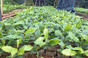 Tu Mơ Rông khuyến khích hỗ trợ cây giống cho bà con thay vì nhận hoa chúc mừng.