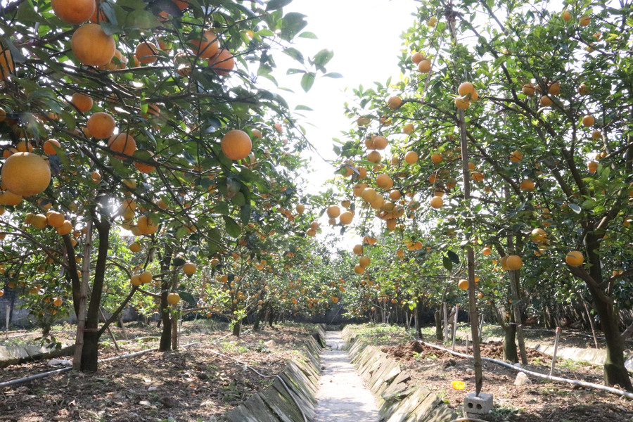 Vườn cam Xã Đoài ở xã Nghi Diên, huyện Nghi Lộc (Nghệ An). Vườn cam Xã Đoài ở xã Nghi Diên, huyện Nghi Lộc (Nghệ An).
