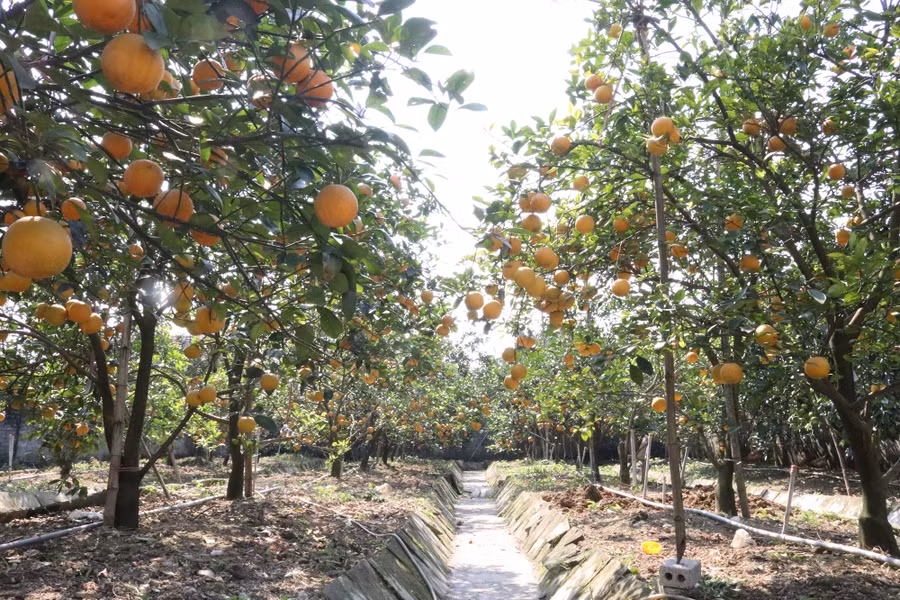 Vườn cam Xã Đoài ở xã Nghi Diên, huyện Nghi Lộc (Nghệ An).