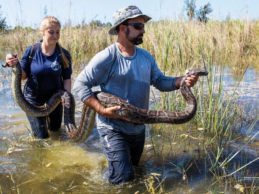 Trăn Miến Điện là vấn đề nhức nhối ở Nam Florida, Mỹ.