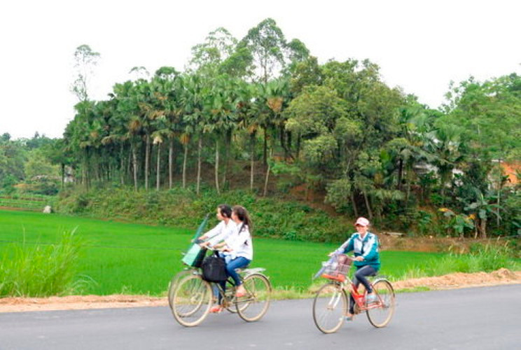 Đồi cọ tại Phú Thọ.