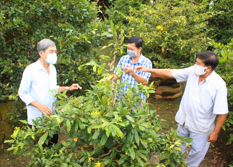 Các nông hộ tại làng nghề cùng chia sẻ kinh nghiệm chăm sóc mai để đón Tết.