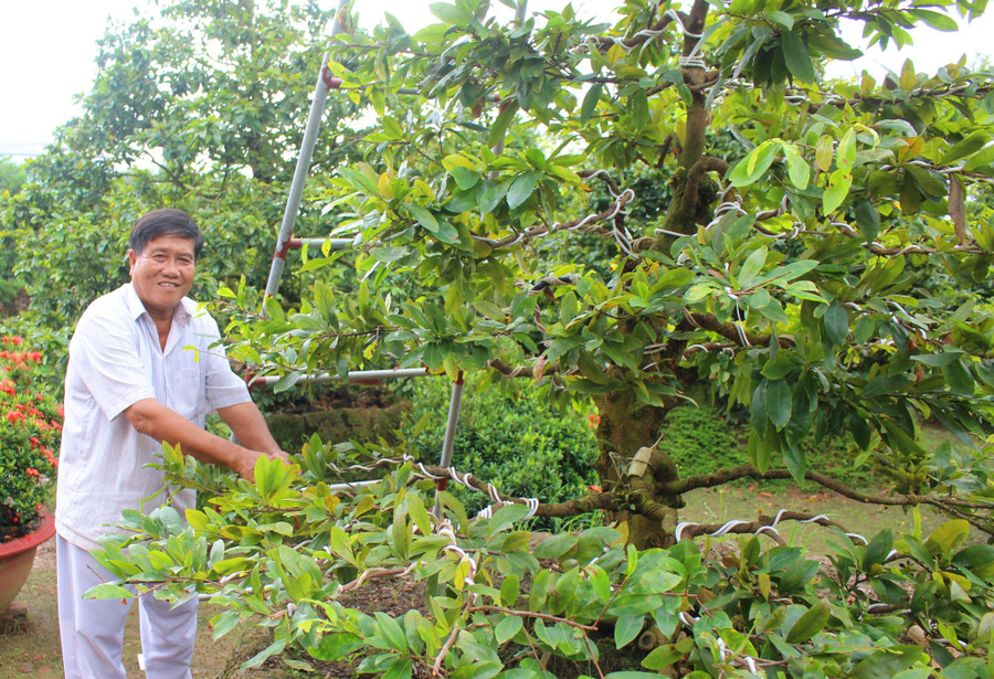 Ông Trần Văn Hòa chăm sóc mai trước sân nhà.
