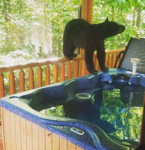 Con gấu từ từ trèo vào bể...