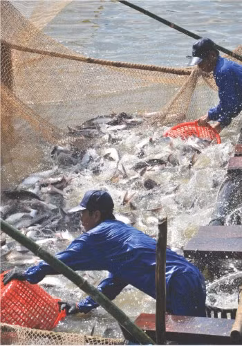 Cá tra mang lại nguồn lợi kinh tế lớn cho nông dân vùng Đồng bằng sông Cửu Long