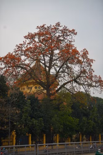 Bảo tàng Lịch sử Quốc gia đẹp cổ kính trong sắc đỏ của hoa gạo.