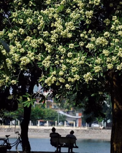 Với “Hoa sữa”, nhạc sĩ Hồng Đăng đã để lại một trong những bài hát hay nhất về Hà Nội. Nguồn ảnh: IT.