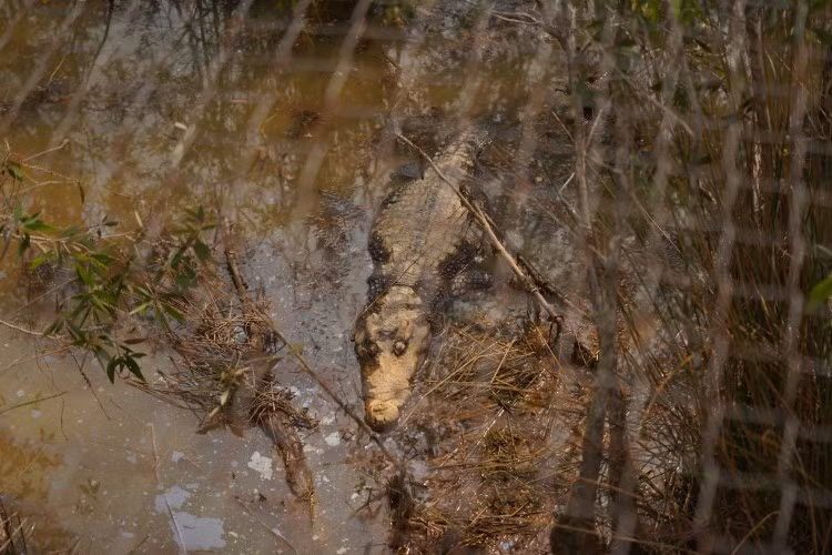 Về miền Tây xem thú ảnh 3