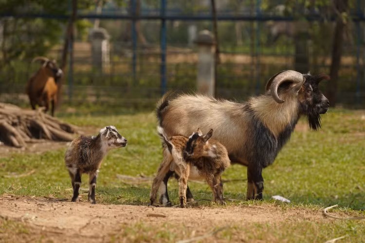 Về miền Tây xem thú ảnh 4