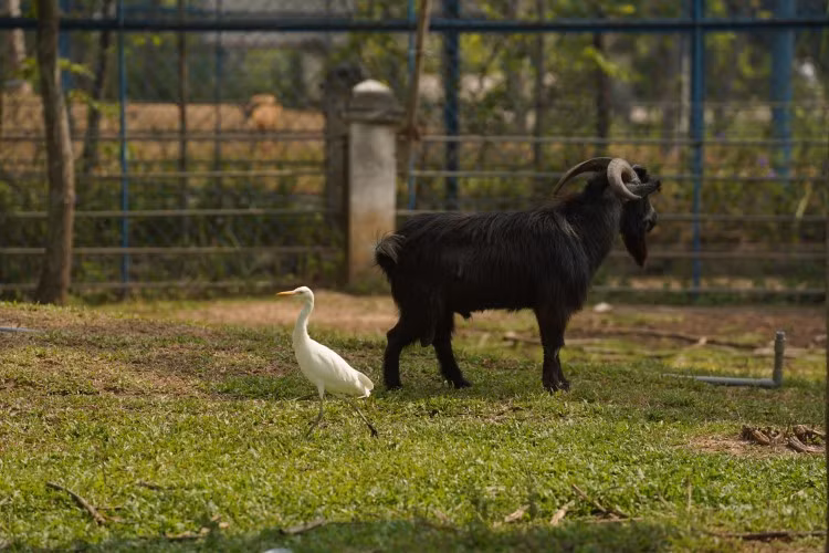 Về miền Tây xem thú ảnh 5