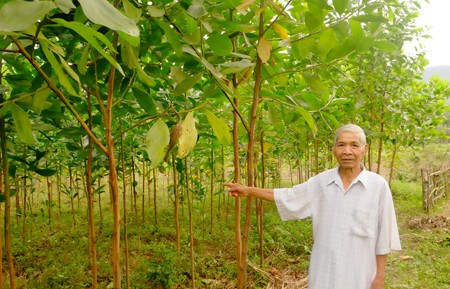 Già Alăng Cần bên vườn keo của gia đình. Ảnh: VGP/Lưu Hương Già Alăng Cần bên vườn keo của gia đình. Ảnh: VGP/Lưu Hương