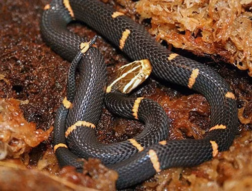 Rắn lục đầu bạc.