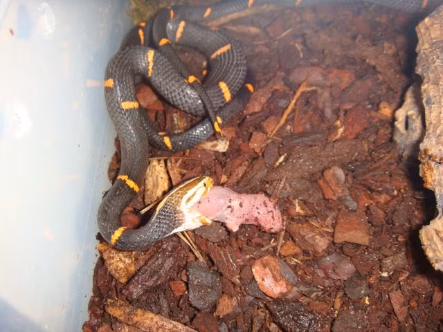 Loài rắn “quý phái” với cái đầu cực lạ ở Việt Nam ảnh 6