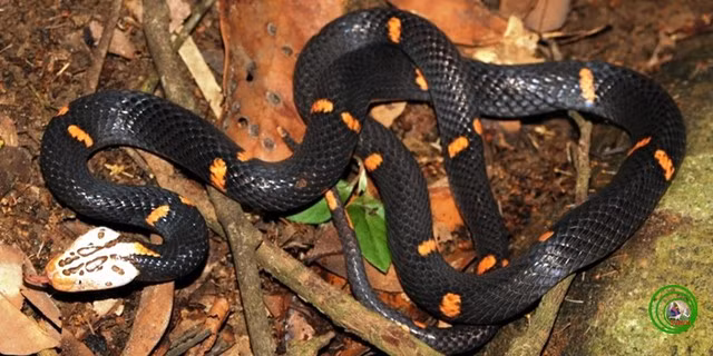 Loài rắn “quý phái” với cái đầu cực lạ ở Việt Nam ảnh 3